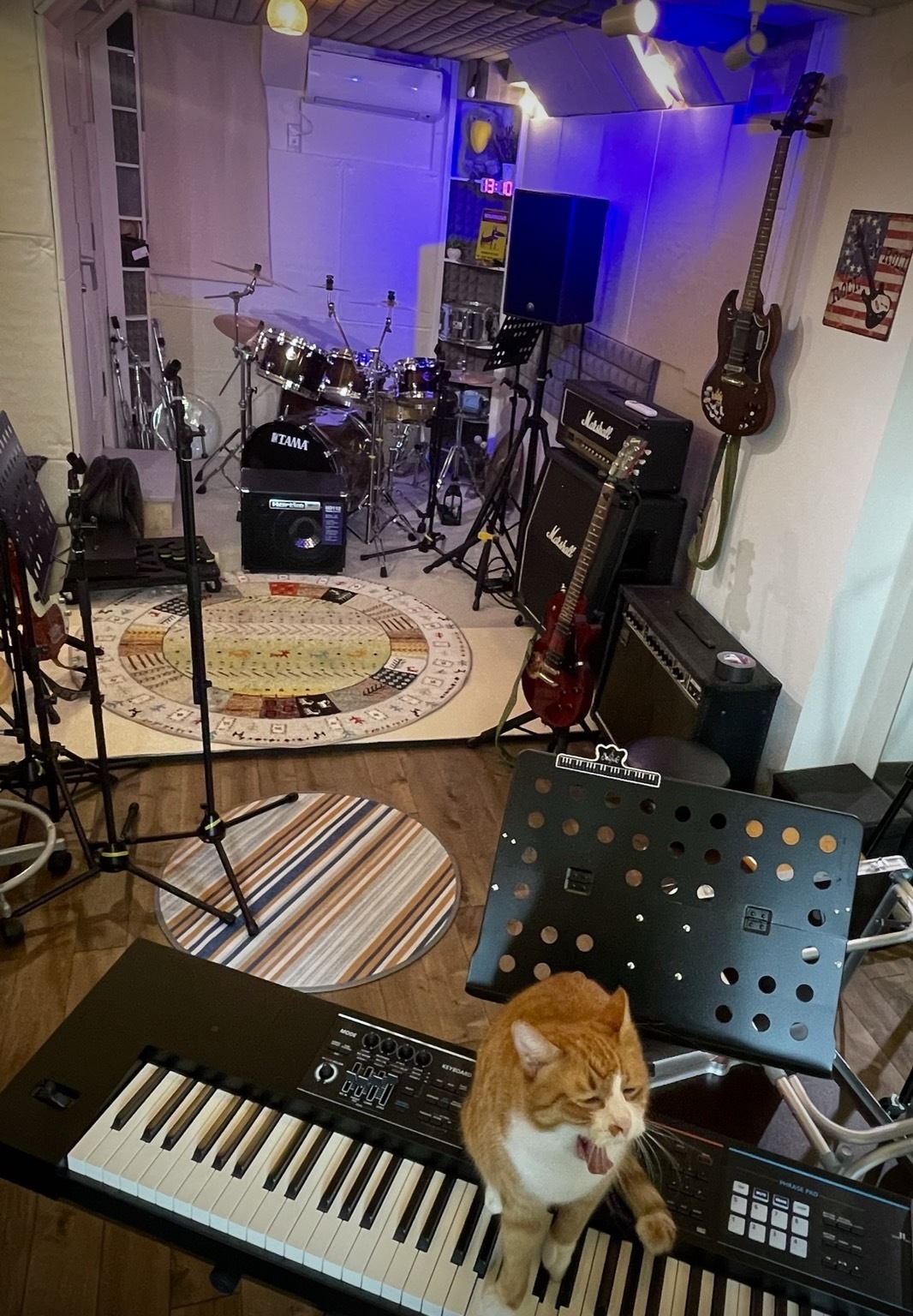 猫とStudio